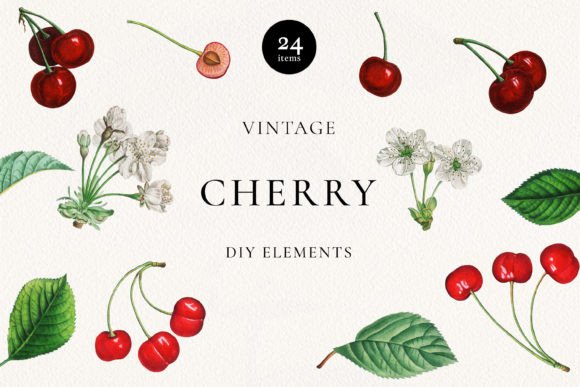 Download Vintage Red Cherry Botanical Clip Art - Botanical clip art Collection